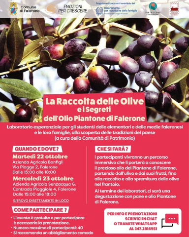 La raccolta delle olive e i segreti dell'olio Piantone di Falerone